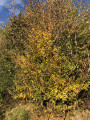 Couleurs automnales à Ouilly-le-Tesson