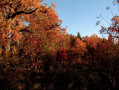 Couleurs automnales
