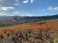 Autour de Juliénas en Beaujolais