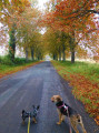Couleurs d'automne