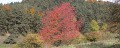 Couleurs d'automne