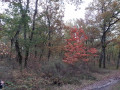 Couleurs d'automne