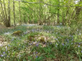 Couleurs de printemps