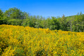 Couleurs de printemps