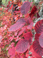 Couleurs