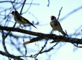 Couple de chardonnerets