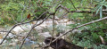 Cours du torrent