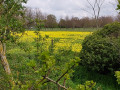 Cowslip field