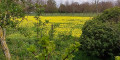 Cowslip meadows
