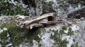 crane de sanglier