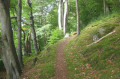 Cregagh Wood