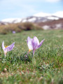 crocus Corse