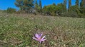 Crocus