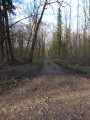 Croisement dans la forêt