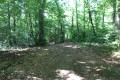 Dans le bois