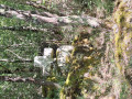 Croix des Chagnats