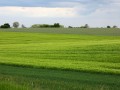 Cultures céréalières près du Camp de César