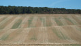 Cultures dans la campagne clémentine
