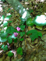 Cyclamen sauvage