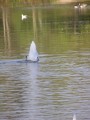 cygne en plongé