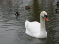 Cygne et canards