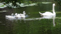 Cygne et cygneaux Cygne et cygneaux