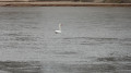 Cygne majestueux sur la Loire