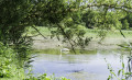 Cygne sur étang de Courville