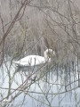 cygne sur le plan d'eau