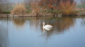 cygne sur un des &eacute;tangs du bois Marquis