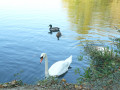 Cygne