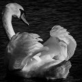 Cygne