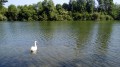 Cygne