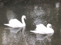 Cygnes sur la Muance