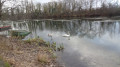 Cygnes sur la rivière du Loiret