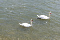 Cygnes sur la Seine