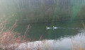 Cygnes sur le canal de Lens