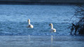 Cygnes