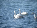 Cygnes