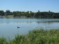 Cygnes
