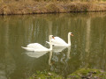 Cygnes