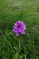 Dactylorhiza Dactylorhiza