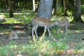 Daims en famille