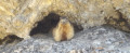 Dame marmotte Dame marmotte