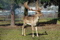 Damwild im Rauch-Zoo