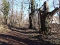 Dans la châtaigneraie Dans la châtaigneraie