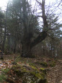 Dans la chataigneraie