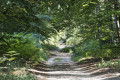 Dans la forêt (2) Dans la forêt (2)