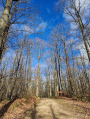 Dans la forêt à un carrefour, juste au point 11 Dans la forêt à un carrefour, juste au point 11