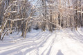Dans la forêt avant la Croix du Nivolet Dans la forêt avant la Croix du Nivolet